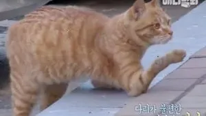 Як у нас будують