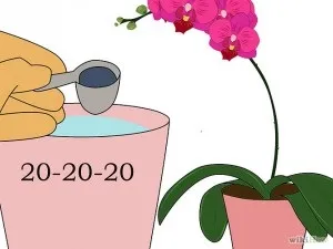 Як удобрювати орхідеї фаленопсис, квіти кімнатні, садові (фаленопсис) Як удобрювати орхідеї фаленопсис, квіти кімнатні, садові
