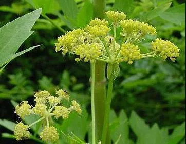 Як поліпшити ендометрій народними засобами (поліпшити) Як поліпшити ендометрій народними засобами