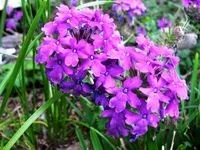Як влаштуватися помічником судді