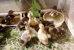 Як доглядати за каченятами в домашніх умовах (каченятами) Як доглядати за каченятами в домашніх умовах