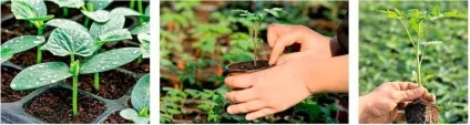 Як вибрати і купити хорошу розсаду для посадки