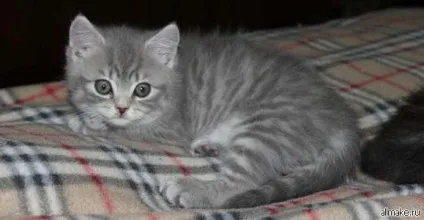 Як доглядати за кошеням британським, висловухих, шотландським (доглядати британським кошеням) Як доглядати за кошеням британським, висловухих, шотландським