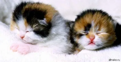 Як доглядати за кошеням британським, висловухих, шотландським (кошеням) Як доглядати за кошеням британським, висловухих, шотландським