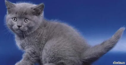 Як доглядати за кошеням британським, висловухих, шотландським (шотладнскій) Як доглядати за кошеням британським, висловухих, шотландським