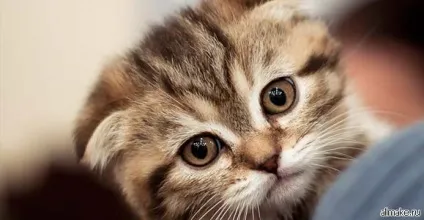 Як доглядати за кошеням британським, висловухих, шотландським (кошеня) Як доглядати за кошеням британським, висловухих, шотландським
