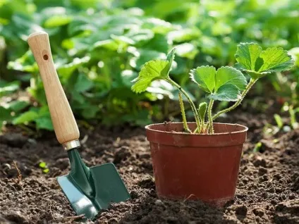 Як вибрати і купити хорошу розсаду для посадки