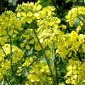 Як виростити дайкон з насіння корисні поради та рекомендації, ти (корисні) Як виростити дайкон з насіння корисні поради та рекомендації, ти