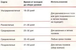 Як виростити редиску на дачі my life (дачі) Як виростити редиску на дачі my life