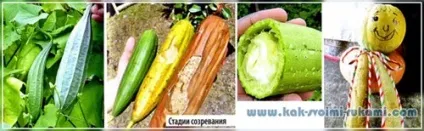 Як виростити люффа і зробити з неї мочалку, своїми руками - як зробити самому (пляшка) Як виростити люффа і зробити з неї мочалку, своїми руками - як зробити самому