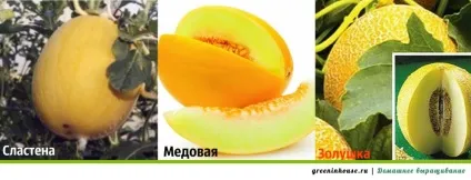 Як виростити в домашніх умовах диню (як виростити в домашніх умовах диню) Як виростити в домашніх умовах диню