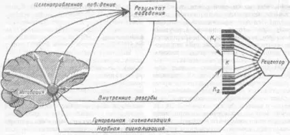 Як внутрішні детермінанти