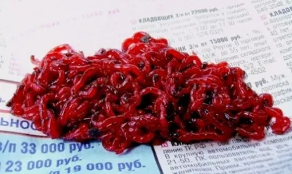 Як зберігати мотиля 13 місць зберігання (мотиля) Як зберігати мотиля 13 місць зберігання