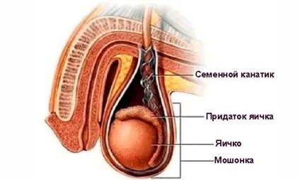 Як виглядає машонкой у чоловіка (машонкой) Як виглядає машонкой у чоловіка