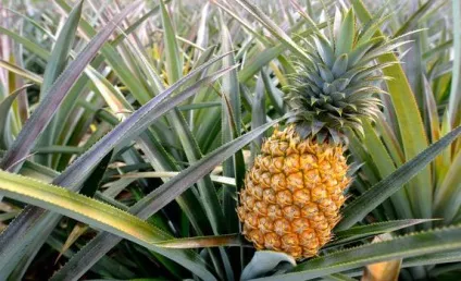 Як зберігати ананас в домашніх умовах, щоб дозрів (домашніх) Як зберігати ананас в домашніх умовах, щоб дозрів