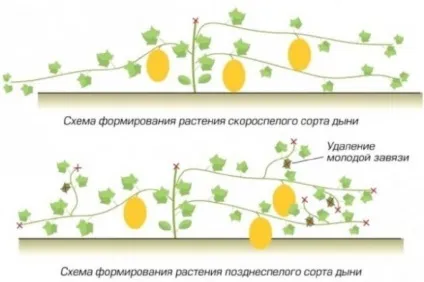 Як виростити диню посадка на розсаду, насіння у відкритому грунті, ніж підгодувати, яке (розсаду) Як виростити диню посадка на розсаду, насіння у відкритому грунті, ніж підгодувати, яке