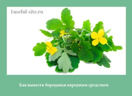 Як вивести бородавки народним засобом (бородавки народним засобом) Як вивести бородавки народним засобом