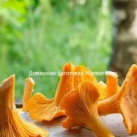 Як засушити щавель на зиму (зиму) Як засушити щавель на зиму