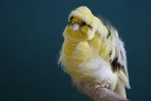 Канарки скільки років живуть ці птахи в неволі і особливості розведення і догляду
