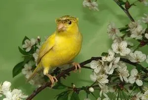 Канарки скільки років живуть ці птахи в неволі і особливості розведення і догляду