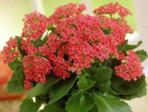 Каланхое догляд в домашніх умовах, цвітіння, пересадка після покупки (домашніх) Каланхое догляд в домашніх умовах, цвітіння, пересадка після покупки