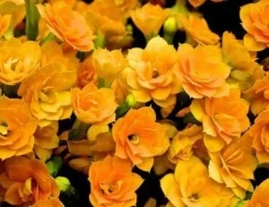 Каланхое догляд в домашніх умовах, цвітіння, пересадка після покупки (цвітіння) Каланхое догляд в домашніх умовах, цвітіння, пересадка після покупки