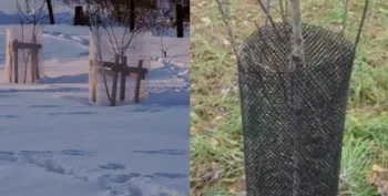 Як захистити яблуні від гризунів взимку (захистити) Як захистити яблуні від гризунів взимку