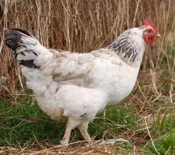 Канібалізм у курки