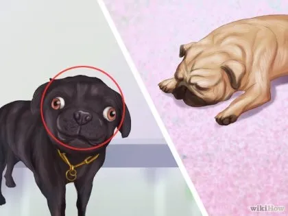 Як жити з мопсом