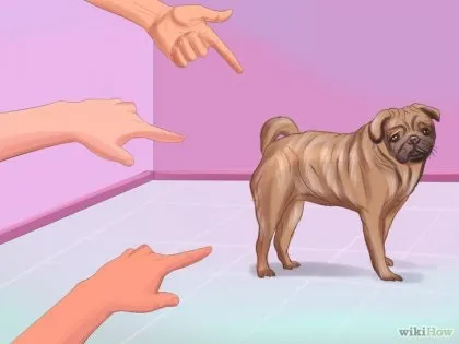 Як жити з мопсом