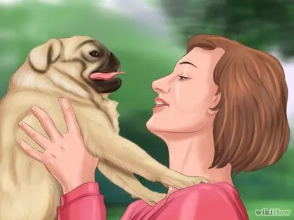 Як жити з мопсом