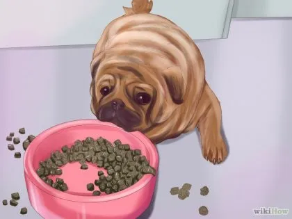 Як жити з мопсом