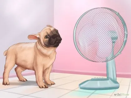 Як жити з мопсом