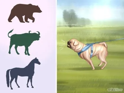Як жити з мопсом