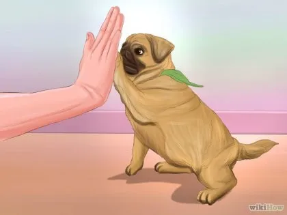 Як жити з мопсом