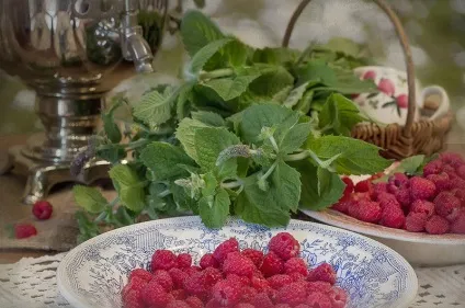 Калина, калина-ягода пізня (калина) Калина, калина-ягода пізня
