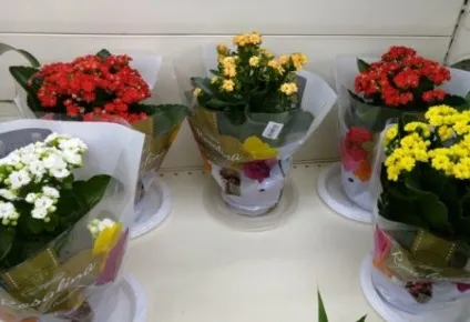 Каланхое - догляд до і після цвітіння