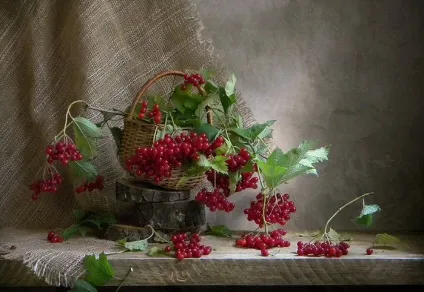 Калина, калина-ягода пізня (калина) Калина, калина-ягода пізня
