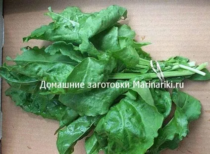 Як засушити щавель на зиму (засушити) Як засушити щавель на зиму