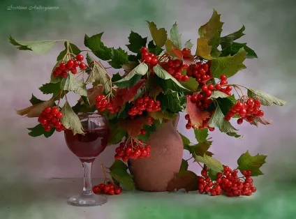 Калина, калина-ягода пізня (калина) Калина, калина-ягода пізня