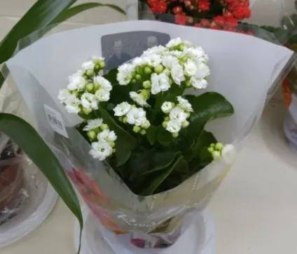 Каланхое - догляд до і після цвітіння