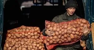 Картоплю уві сні купувати тлумачення (картоплю) Картоплю уві сні купувати тлумачення