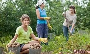 Картоплю уві сні купувати тлумачення (сниться Сонник пише) Картоплю уві сні купувати тлумачення