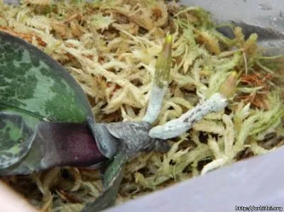 Київський клуб любителів орхідей (орхідей) Київський клуб любителів орхідей