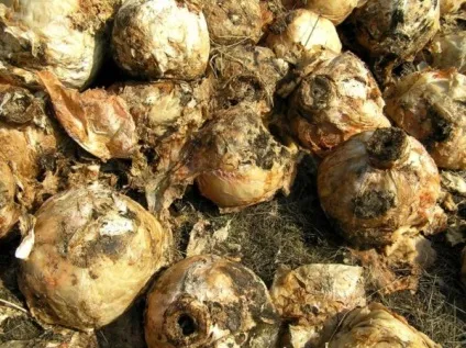 До чого сниться капуста (жінку та чоловіка) в качанах, свіжа, квашена, білокачанна, кольорова, що (чоловікові) До чого сниться капуста (жінку та чоловіка) в качанах, свіжа, квашена, білокачанна, кольорова, що