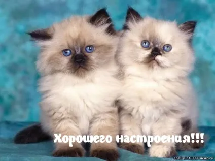 Картинки з написами побажання (388 шт (картинки з написами побажання) Картинки з написами побажання (388 шт