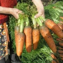 Коли і як садити моркву насінням у відкритий грунт посів та догляд, з чим можна поруч садити морква (догляд) Коли і як садити моркву насінням у відкритий грунт посів та догляд, з чим можна поруч садити морква