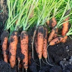Коли і як садити моркву насінням у відкритий грунт посів та догляд, з чим можна поруч садити морква (грунт) Коли і як садити моркву насінням у відкритий грунт посів та догляд, з чим можна поруч садити морква