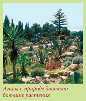 Книга цибулинні рослини