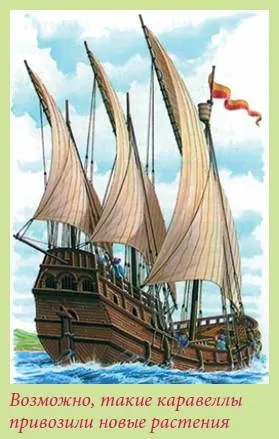 Книга цибулинні рослини